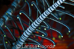 Crinoid abstract by Larissa Roorda 